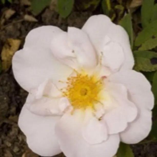 Nevada Shrub Rose (Rosa moyesii Nevada)